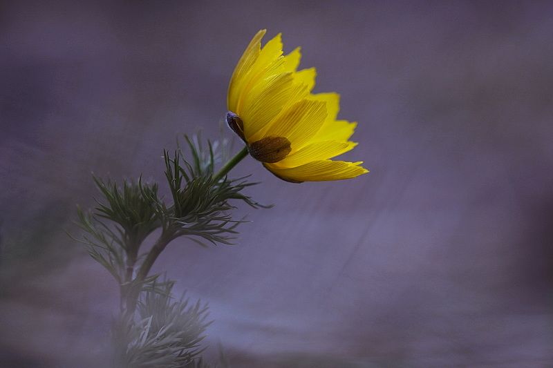 адонис, горицвет *** фото превью