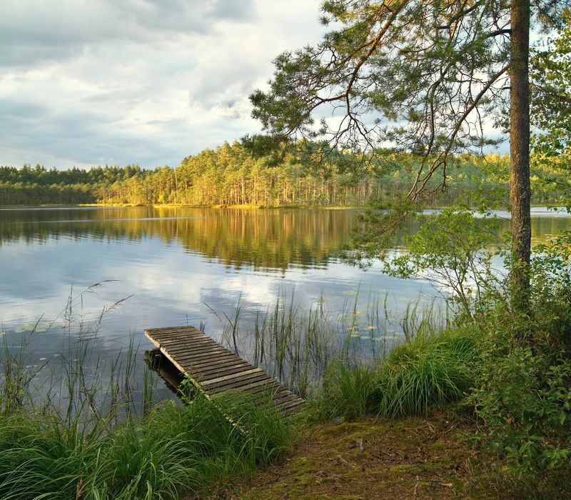 лес, озеро, мостик, беларусь, витебская область На лесном озереphoto preview