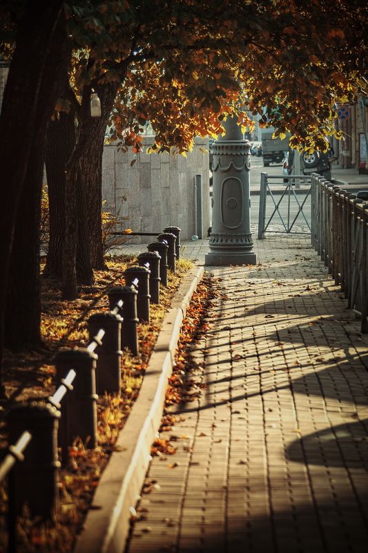 осень, город, питер, петербург, листья, деревья осень в городе фото превью