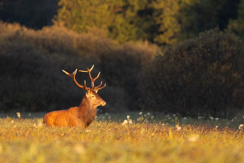 jeleń,byczek ,las,polana,jesień,trawy Jeleń photo preview