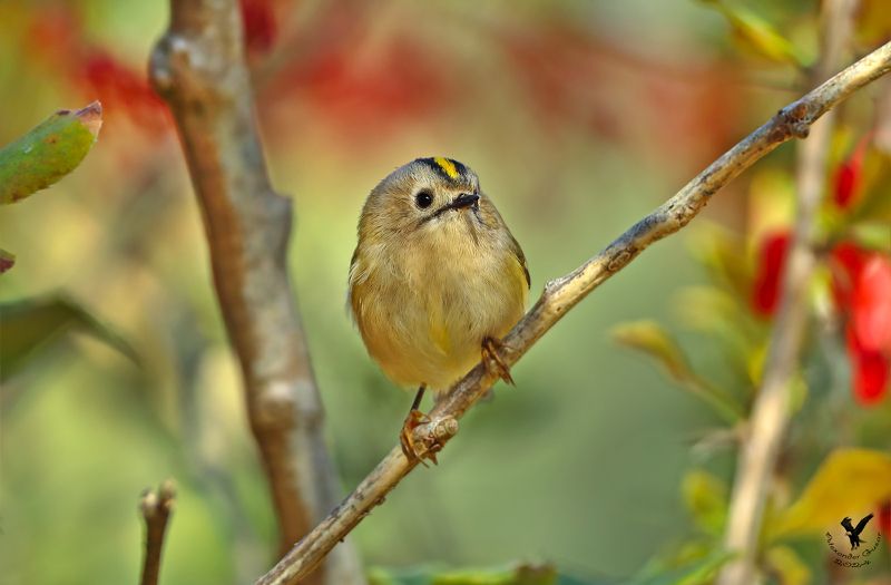 желтоголовый королёк Мал да удал.photo preview