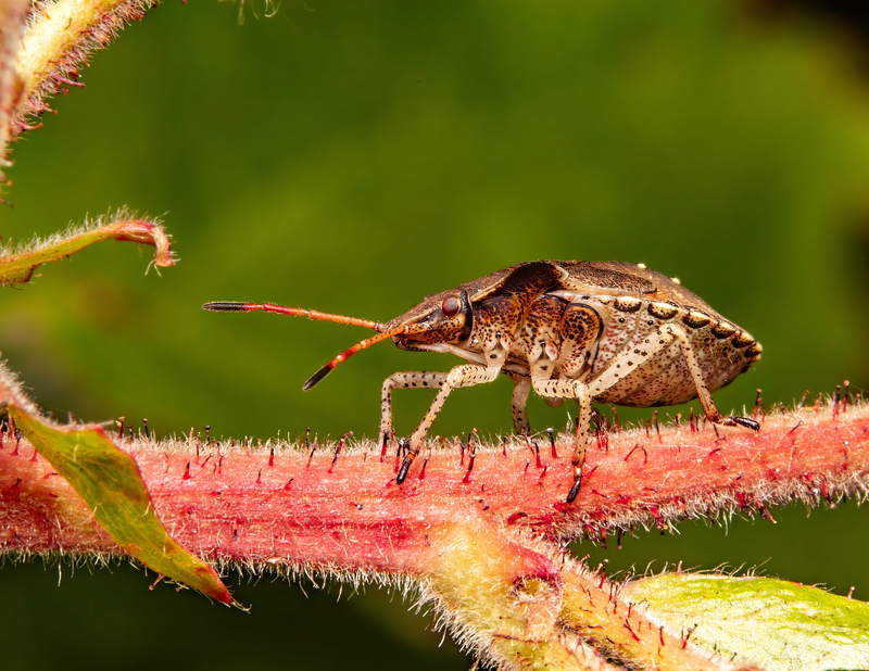 макрофото, макрофотографии, фотомакро, насекомые, макромир, макрофотограф, макроаддикт, макро_мир, naturelovers, naturelover, naturephotography, macrolove, macro_love, biodiversity, macrophotography, macro, macronature, entomology, arthropods, arthropod,  A little juvenil bug фото превью