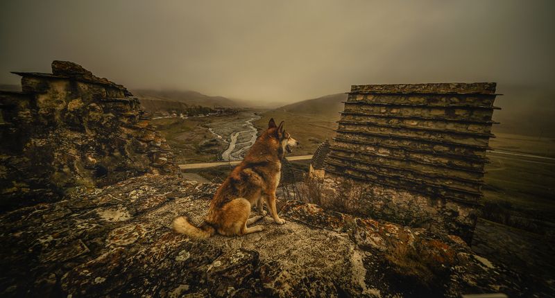 россия, северная осетия, даргавс, город мёртвых, собака Даргавс фото превью