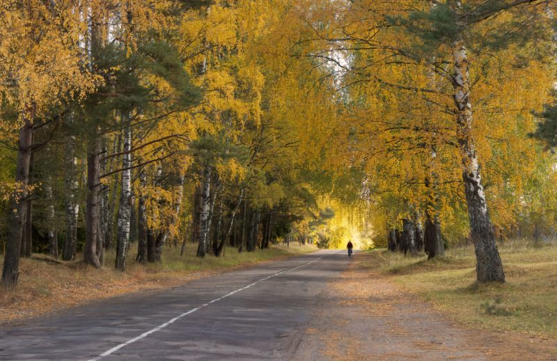 золотая осень, осенняя тема, велосипедист Осенняя пора фото превью