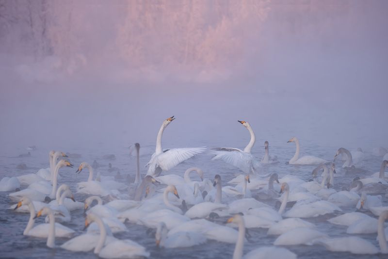 Лебединая песняphoto preview