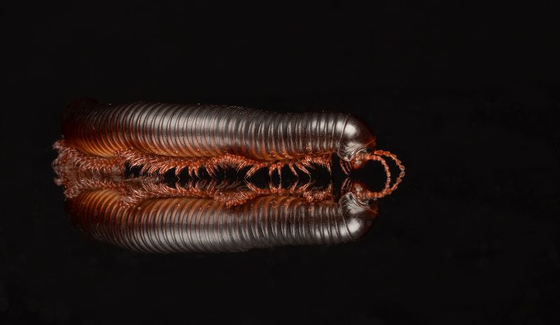 african train millipede, reptiles and amphibians, nature, canon African Train Millipedephoto preview