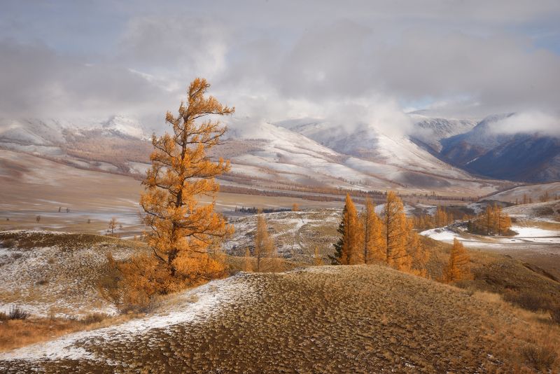 горный, алтай, курай, , курайская, степькурайский, хребет, северо-чуйский, хребет С первым снегомphoto preview
