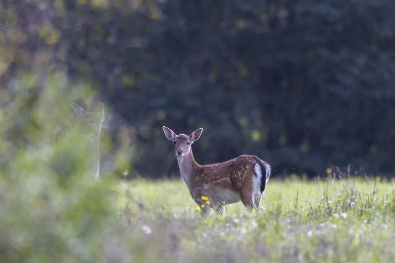 юная европейская лань с мамой на прогулке На прогулке с мамойphoto preview