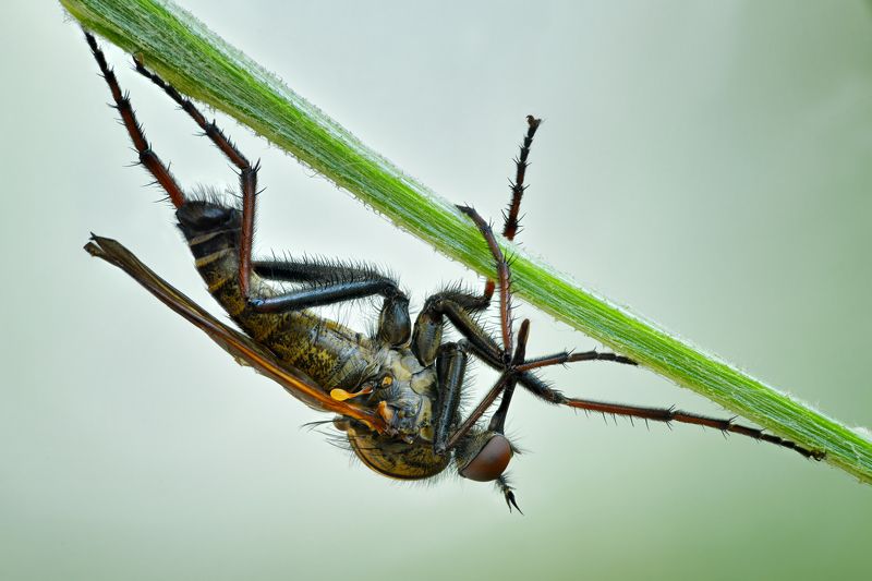 Толкунчикphoto preview