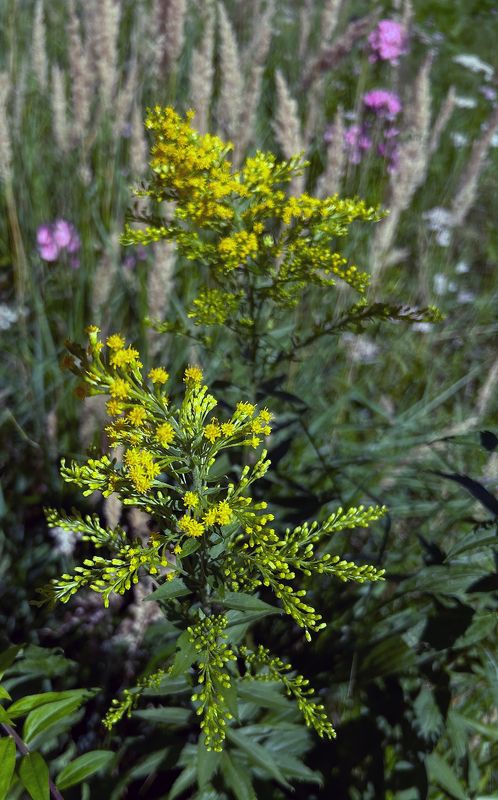 цветная осеньphoto preview