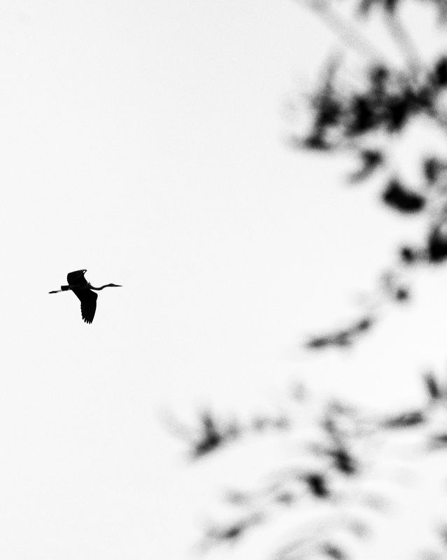 Осень…, пора в путь…photo preview