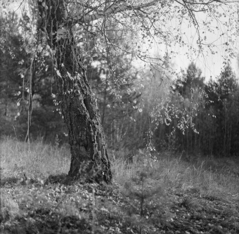 плёнка, средний формат, пейзаж, film, medium format, landscape photo preview