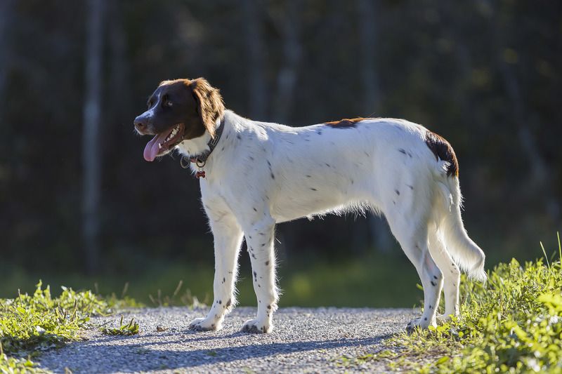 Дрентская куропаточная собакаphoto preview