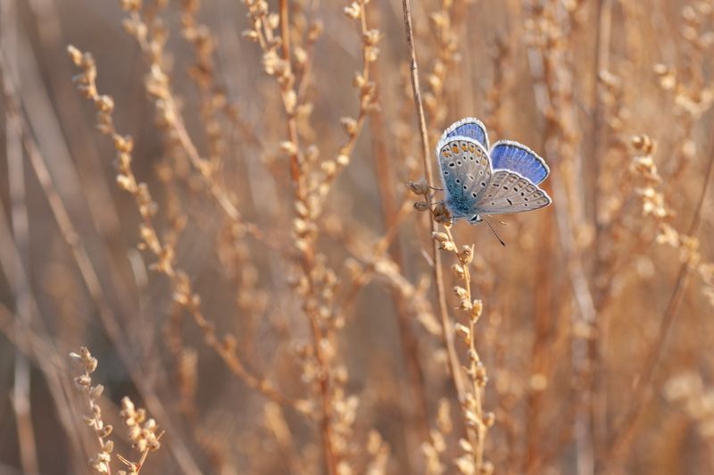 Осенняя голубянкаphoto preview