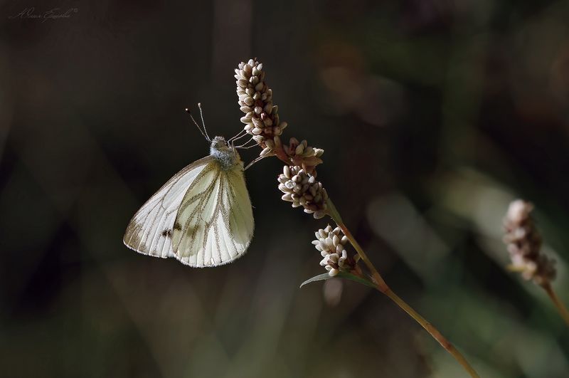 белянка, капустница, горец, бабочка Белянка и горецphoto preview
