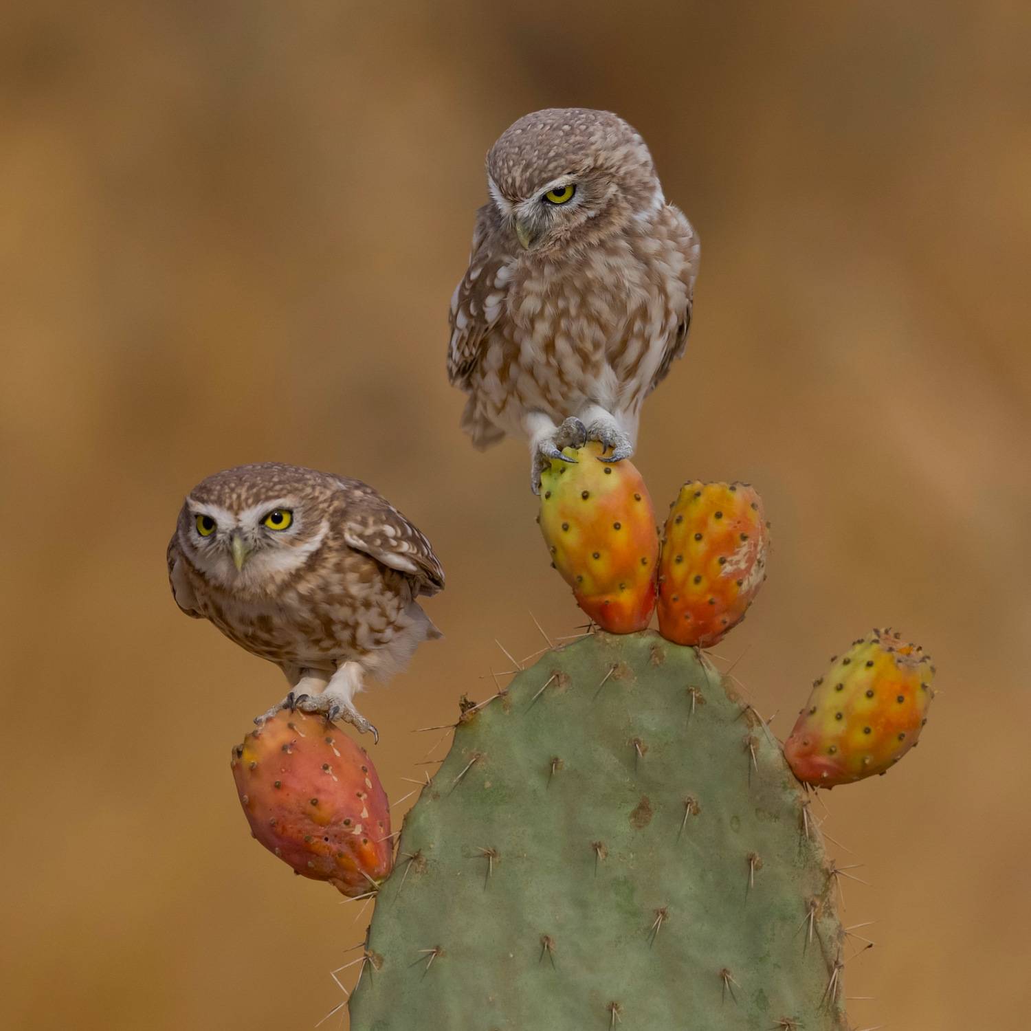 Little owls . Автор: David Manusevich , David Manusevich