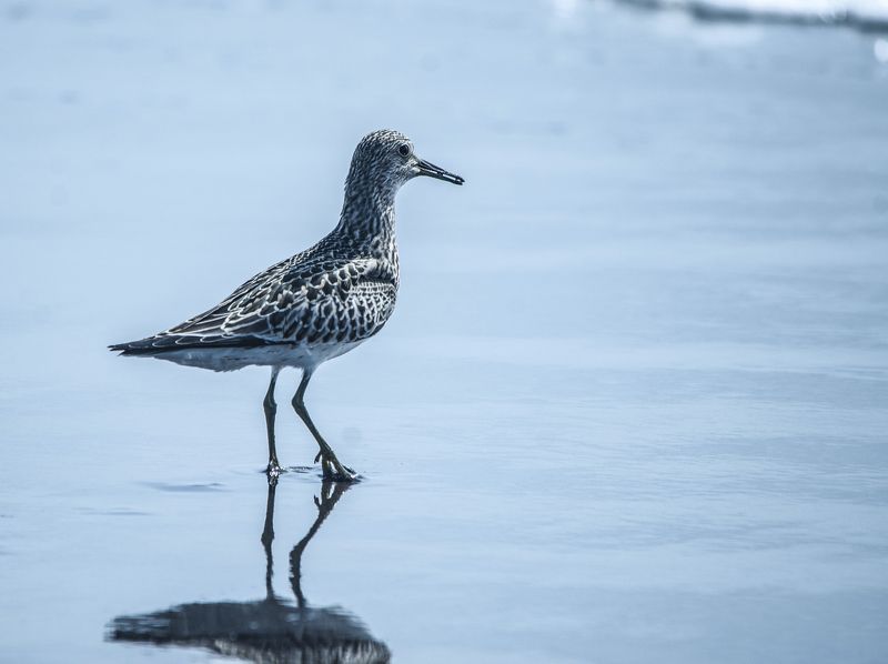 Птицы Камчатки.Кулик.photo preview