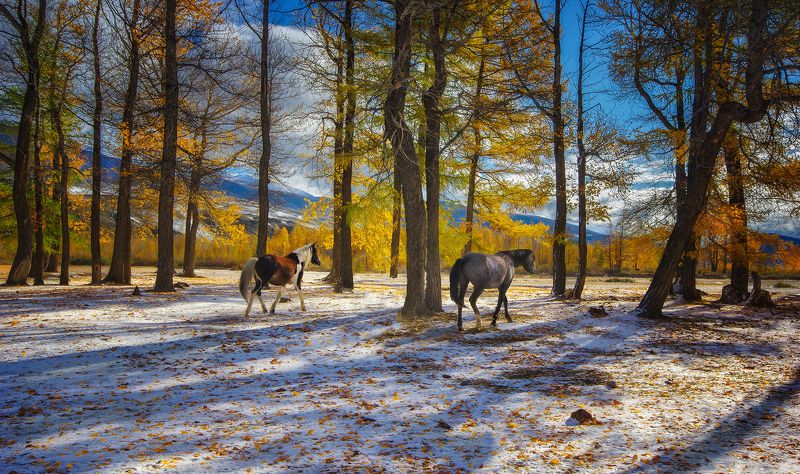 алтай, роща, чаган-узун, снег, кони, прогулка, осень, валерий чичкин Прогулка в рощеphoto preview