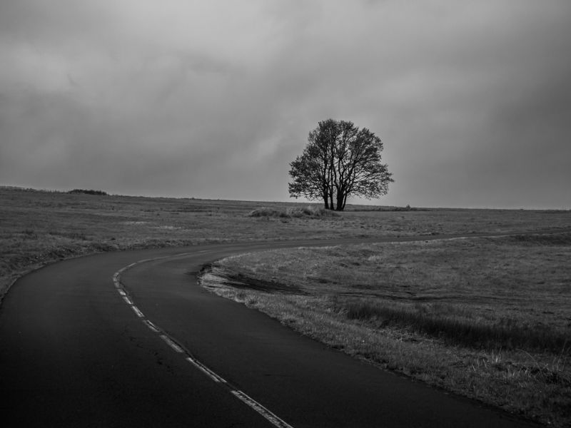 solitare,tranqility,tree,blackandwhite,czechia,minimalist,atmosphere,melancholic Road to the unknownphoto preview