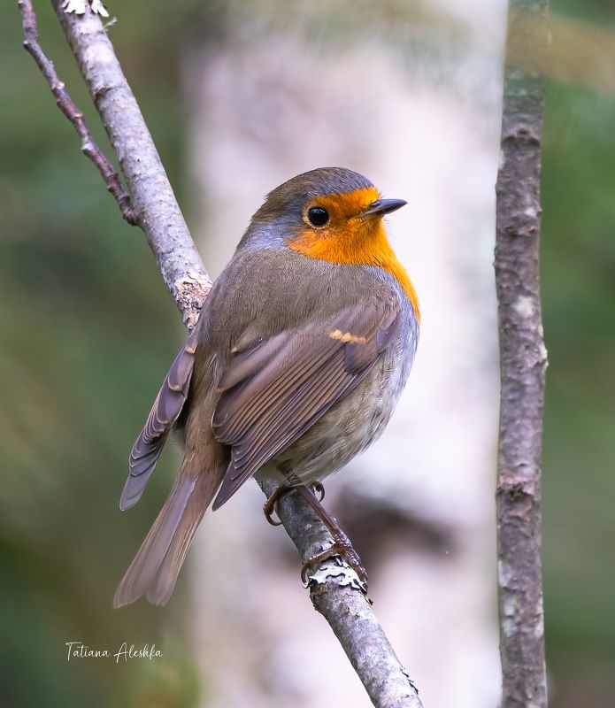 птицы Зарянка (Erithacus rubecula)photo preview