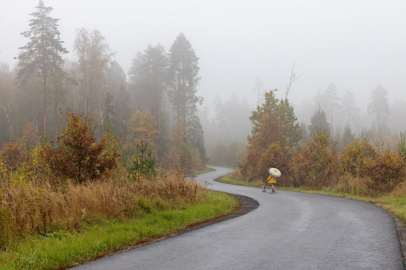 Туман, лес, дорога Дорога в туманphoto preview