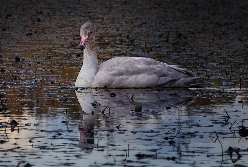 птица лебедь болото вода отражение юноша Нарциссphoto preview