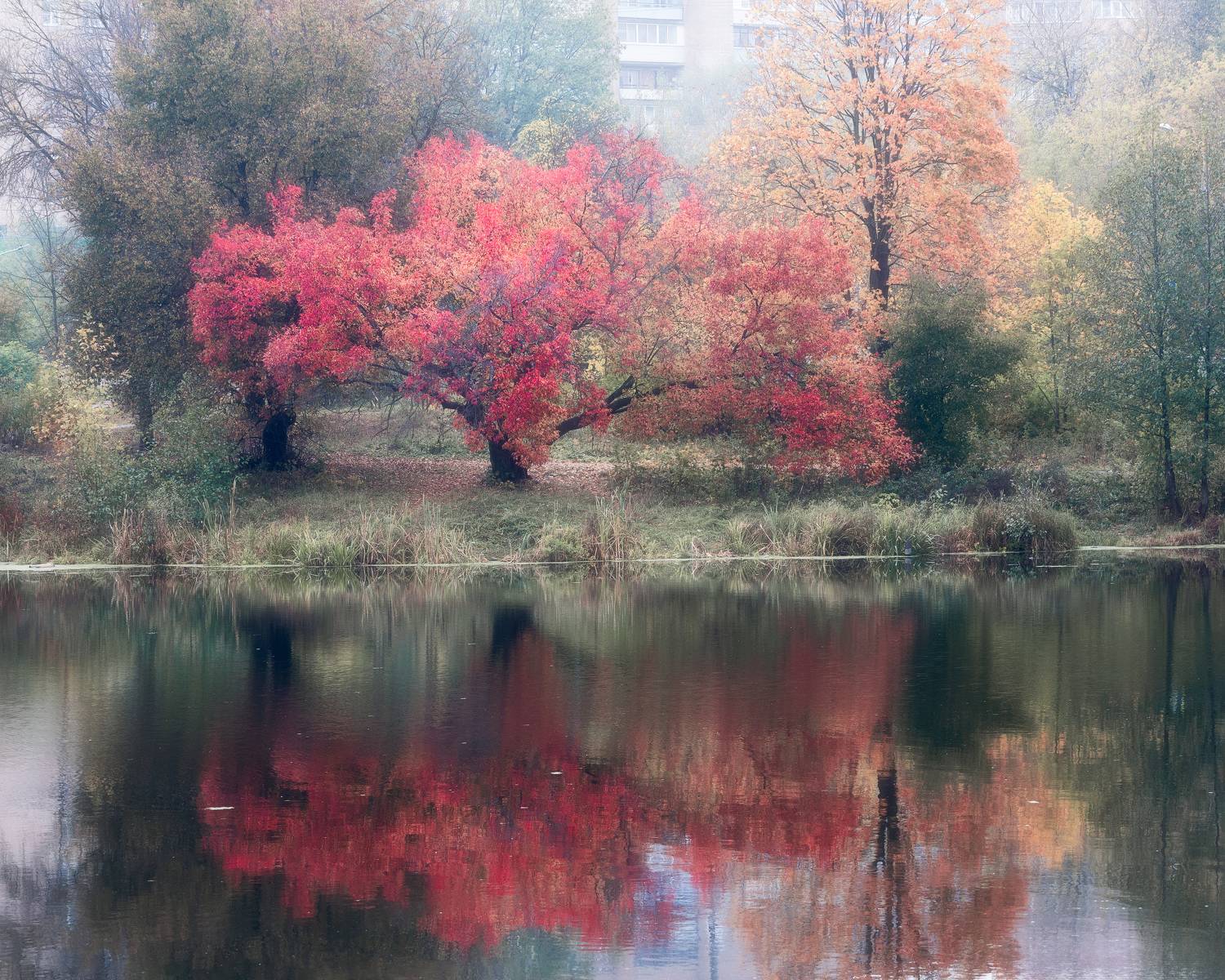 Огненное дерево. Автор: Мартыненко Дмитрий осень, краски, краски осени, природа, отражение, Московская область, пейзаж, Мартыненко Дмитрий
