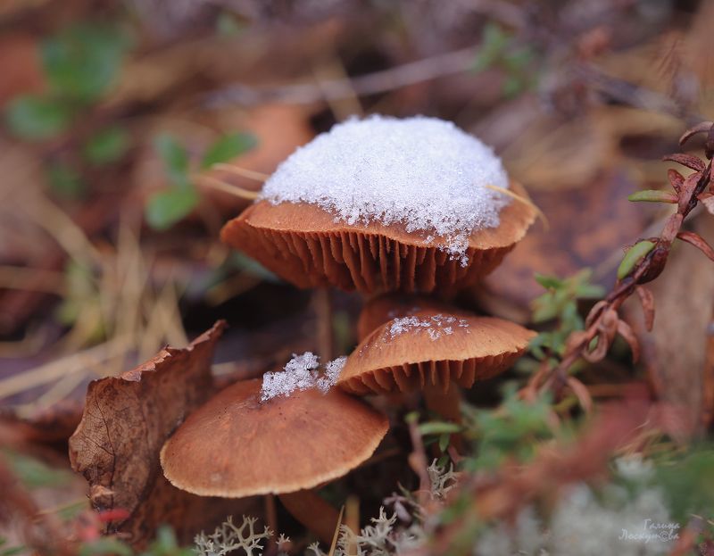 грибы, споры, снег, лес, тундра, заморозки Первый снегphoto preview