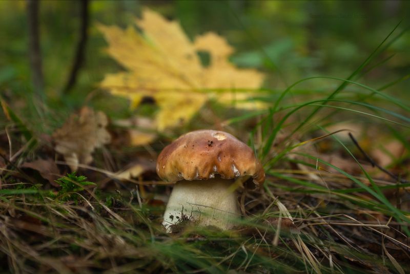 александрийский парк, петергоф, грибы, nature, санкт-петербург Октябрь в Петергофеphoto preview