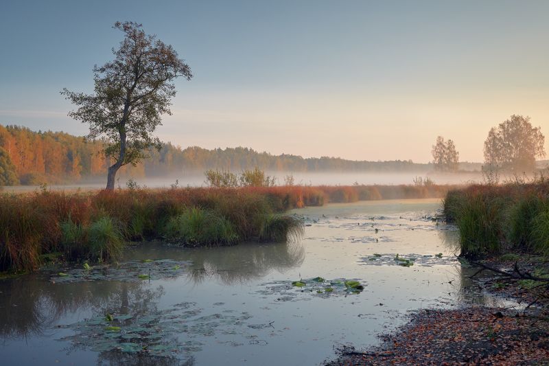 Осенние кувшинки  ... фото превью