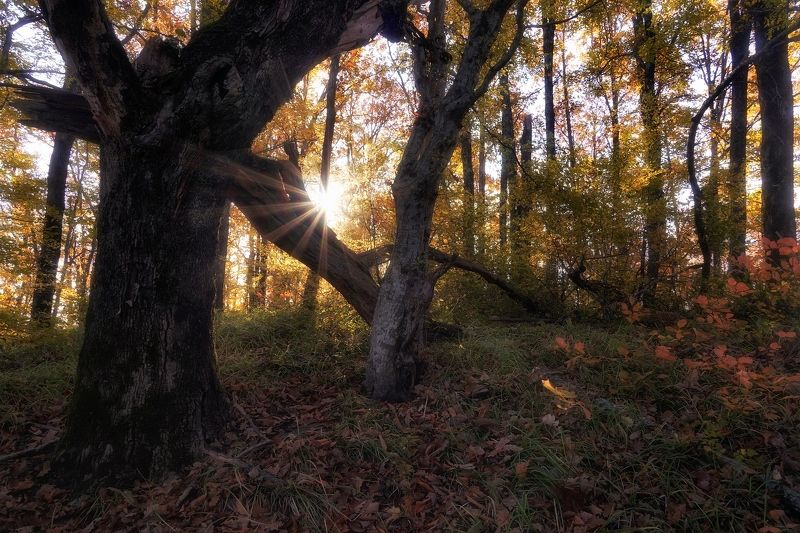 В лесуphoto preview