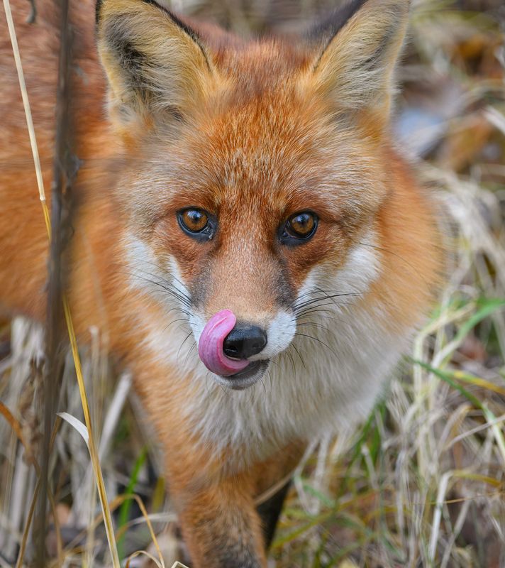 лиса Хитрый лисphoto preview