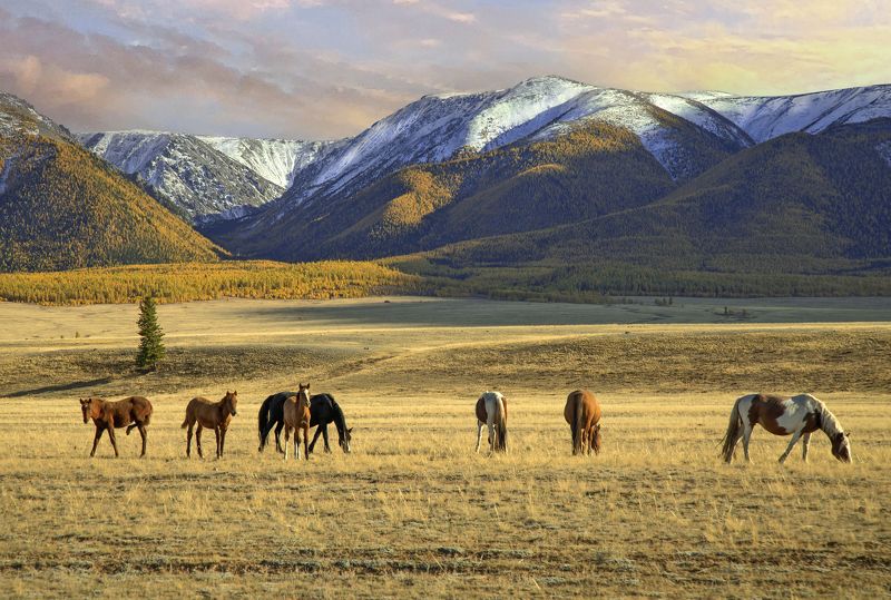алтай. Курайские степи фото превью