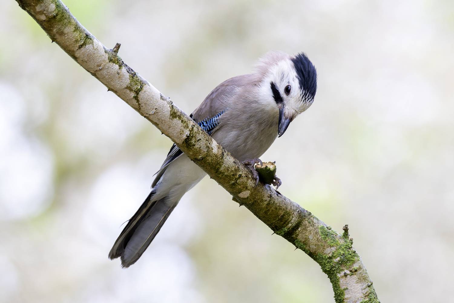 Сойка.. Автор: Alexander Amromin , Alexander Amromin