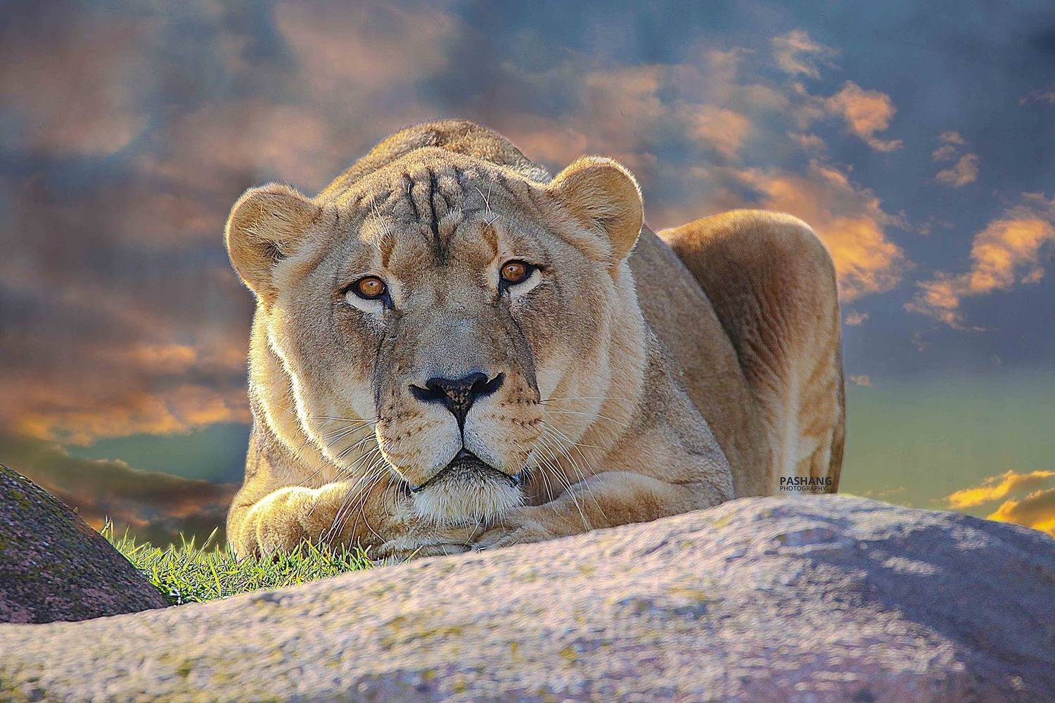 Lion. Автор: Ali Pashang , Ali Pashang