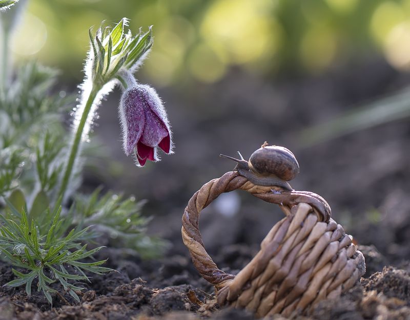 сон-трава, улитка Сон-трава...photo preview