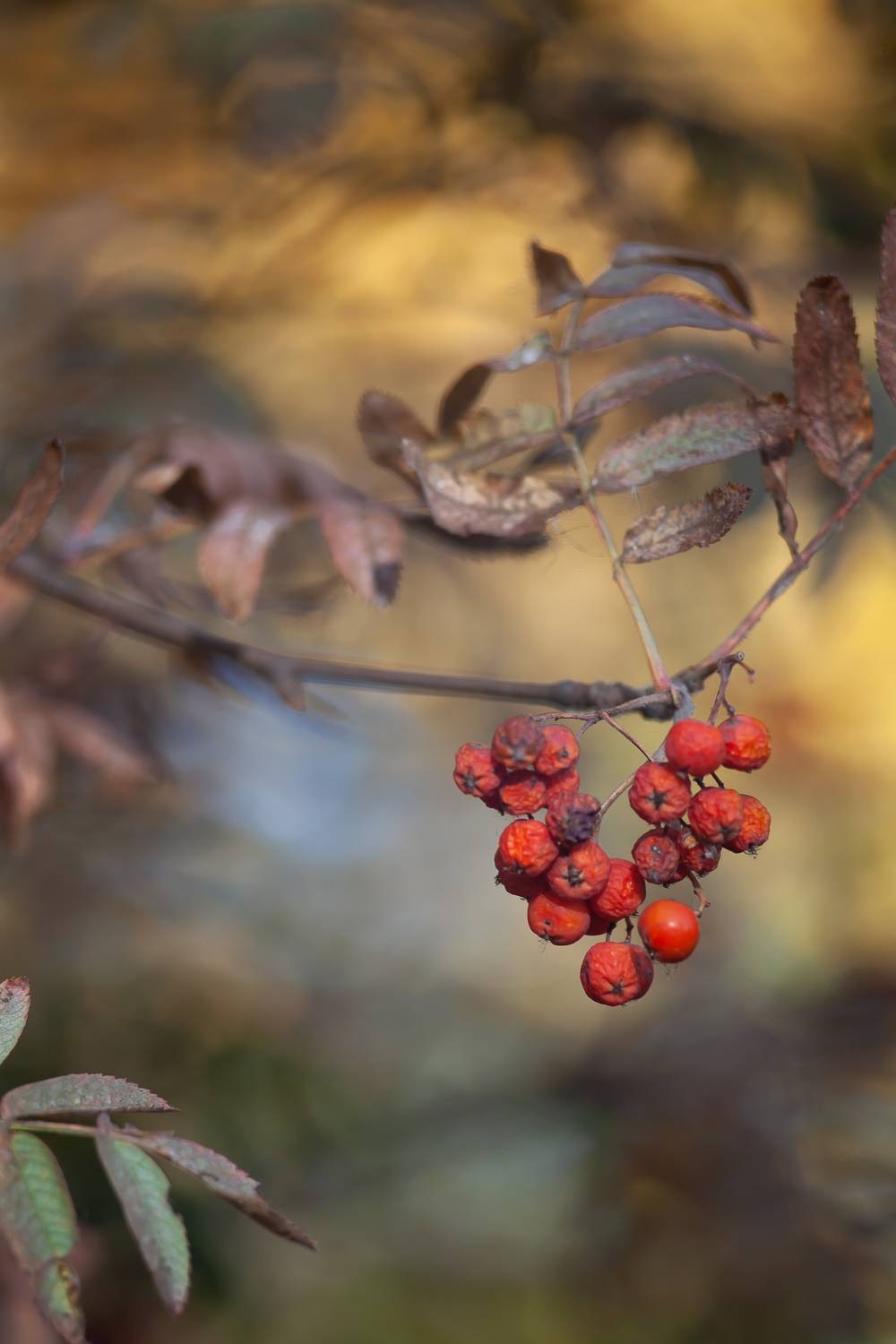 Рябиновое сердце. Автор: Соболева Яна рябина, осень, природа, Соболева Яна