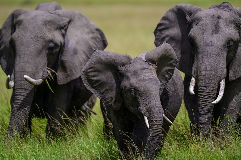 Самые сильные в саваннеphoto preview