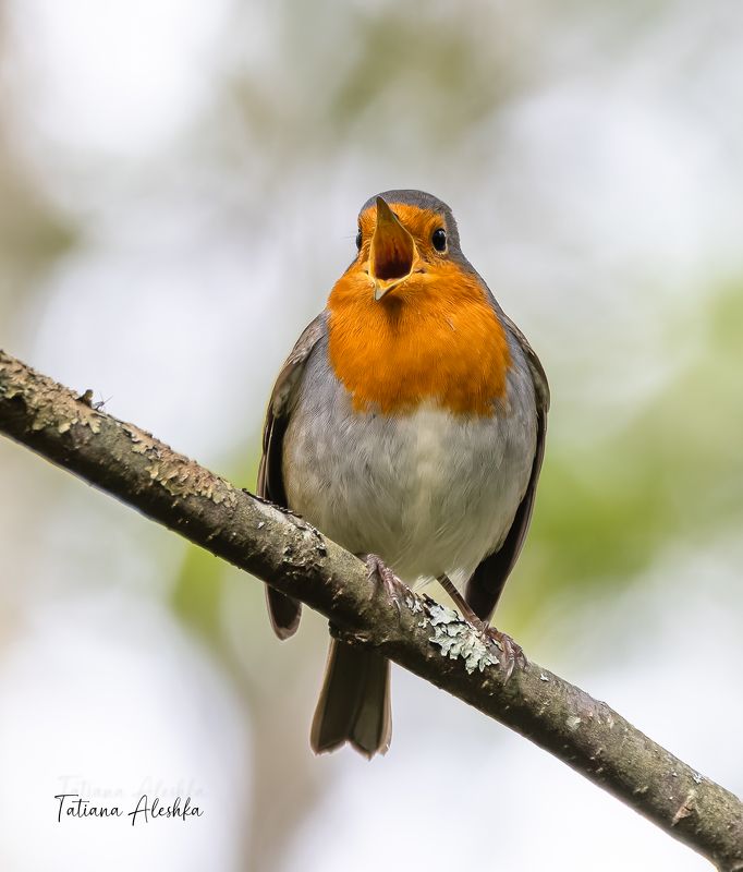 птицы Осенняя песня зарянки.photo preview