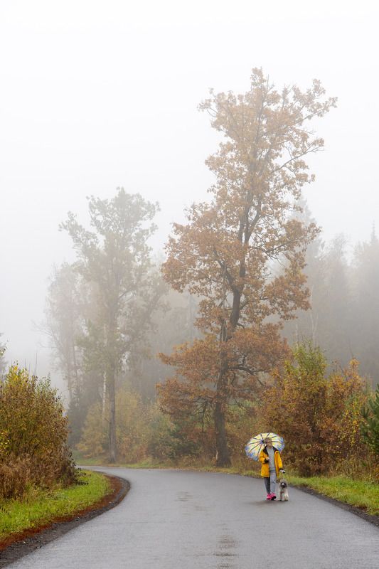 Туман, дорога, лес, дуб photo preview