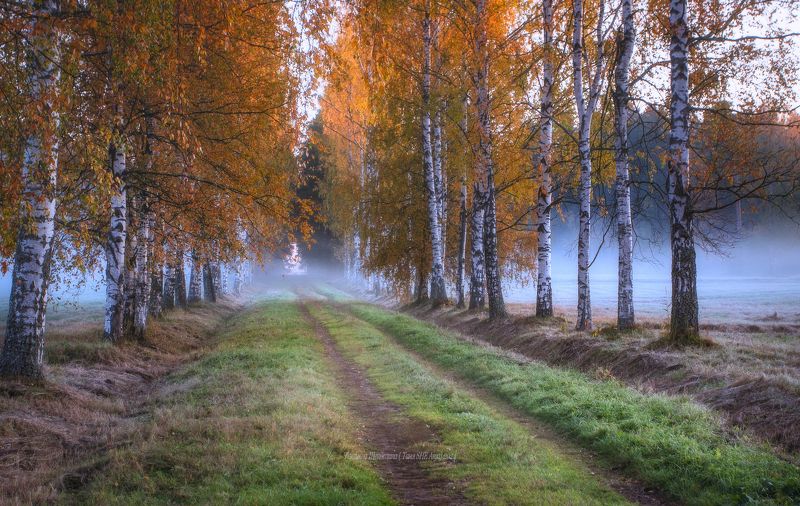 павловский парк, павловск, павловский, пейзаж, landscape, косуля, nature, санкт-петербург, питер, царское село, animal Осенняя аллеяphoto preview