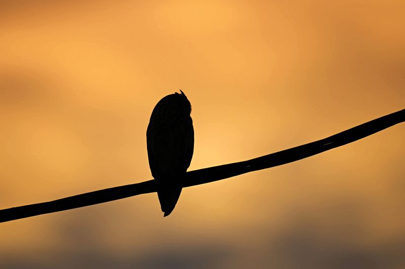 Short eared owlphoto preview