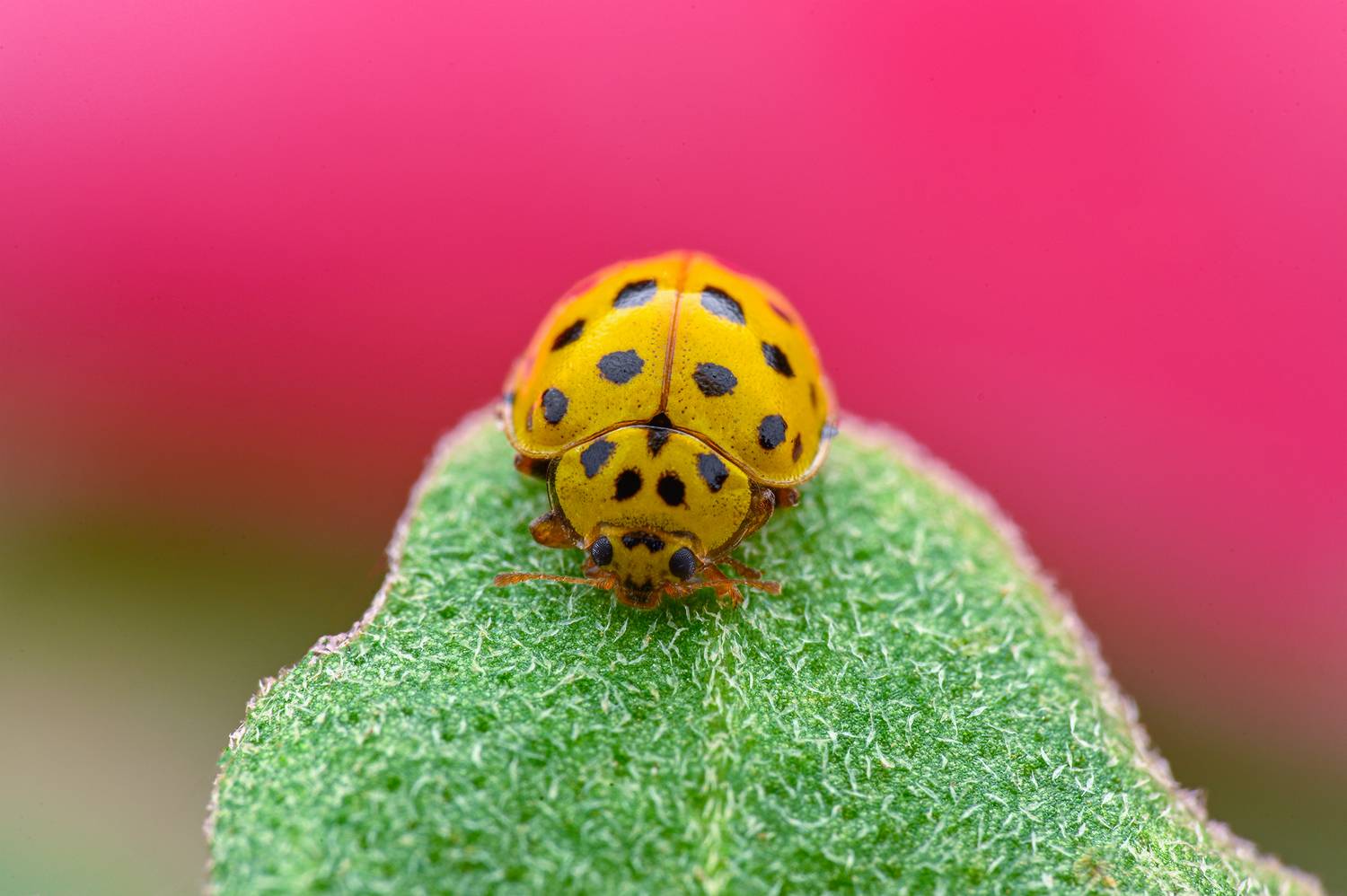 ceclii, macro, Цветан Ганев