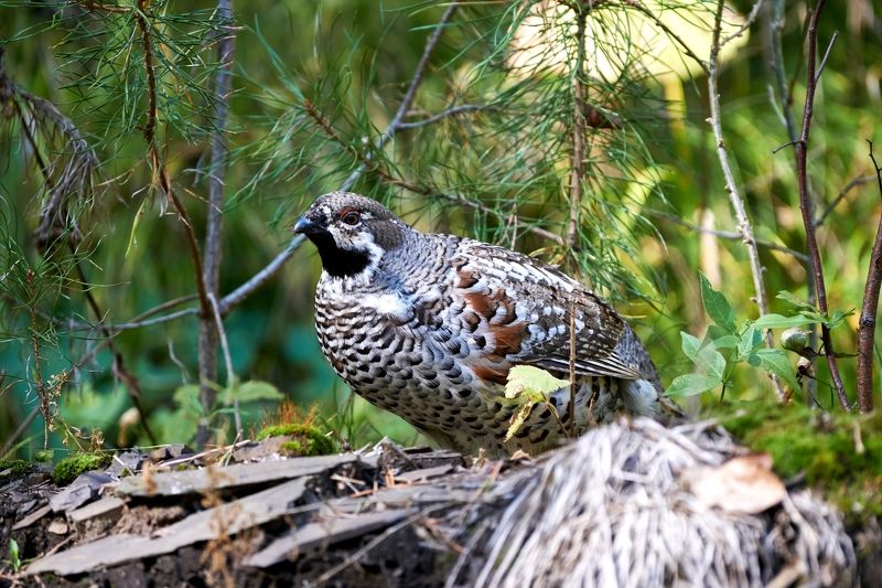Красноярские Столбы, рябчик, птицы России Рябчикphoto preview