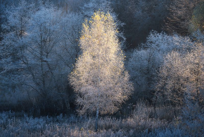 иней, пейзаж, природа, Октябрьская свеча фото превью