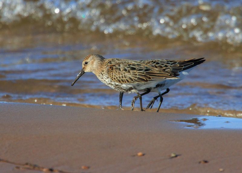 кулик чернозобик берег вода \