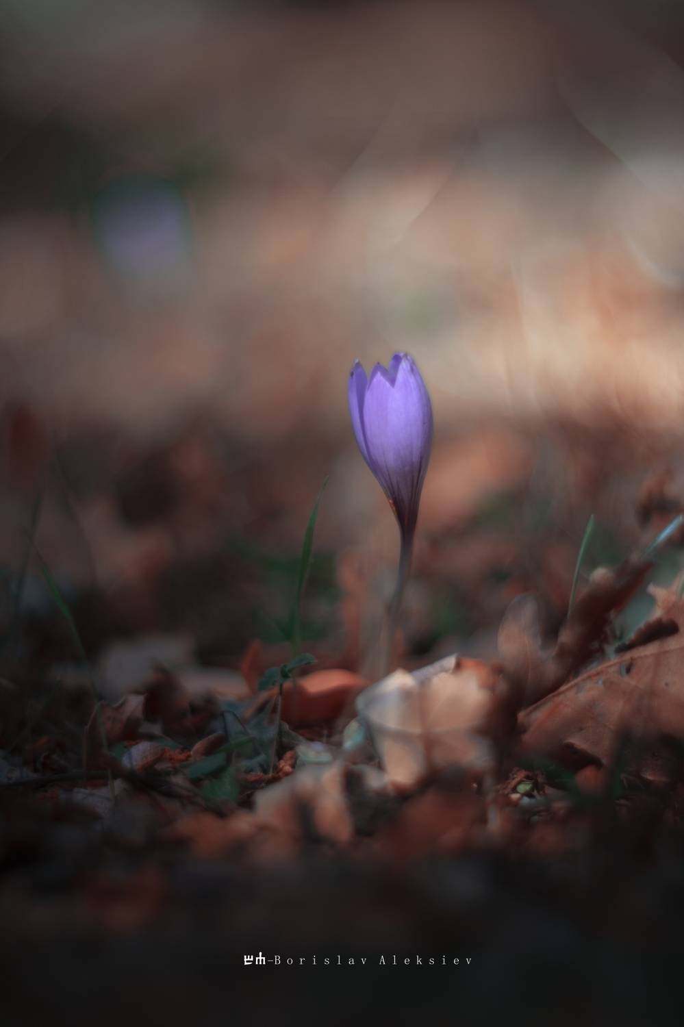 autumn,flower,bokeh,light,dark,exterior,, Алексиев Борислав