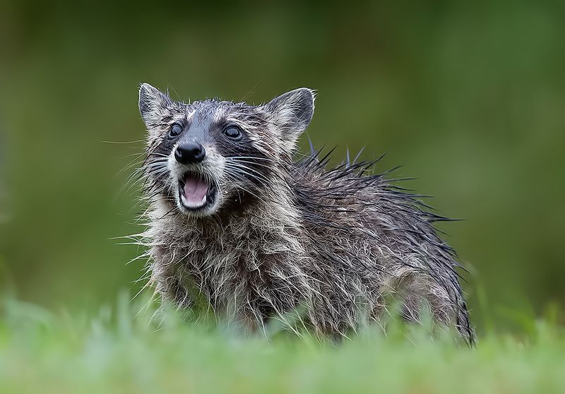 енот обыкновенный, енот-полоскун, raccoon, енот, дикие животные, животные, animals Wet Young Raccoon. Енот-полоскунphoto preview