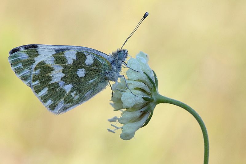 *** фото превью