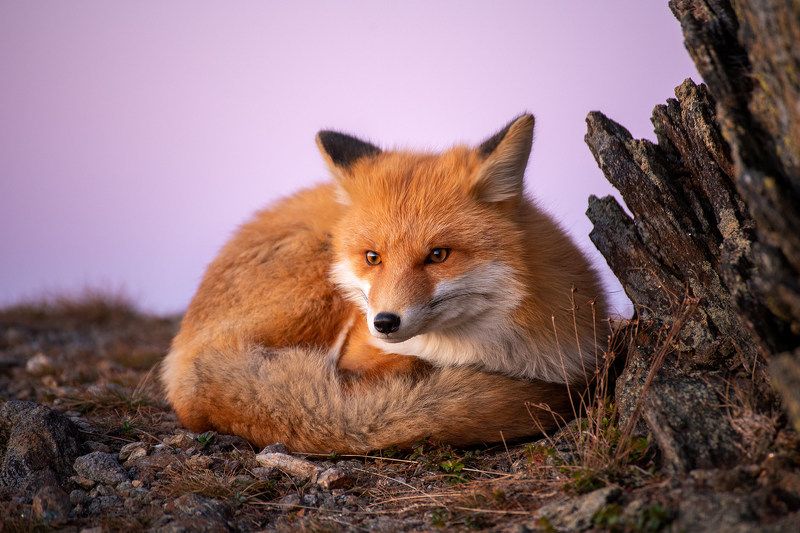 лиса, лисица, животные, природа, таганай, рассвет На рассветеphoto preview